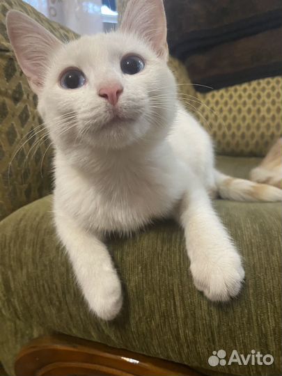Котята в добрые руки даром