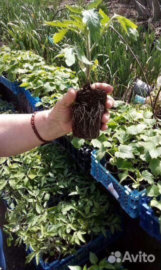 Рассада огурцы, помидоры, перец