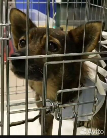 Собака в добрые руки