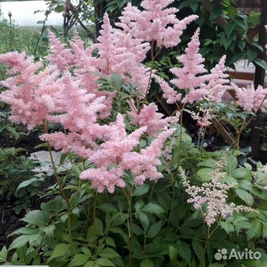 Астильба,Очиток седум,Лиатрис