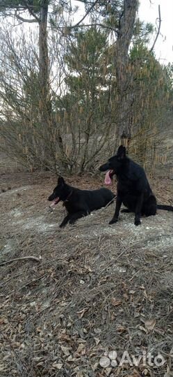 Черная немецкая овчарка
