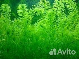 Элодея растения для аквариума в ассортименте