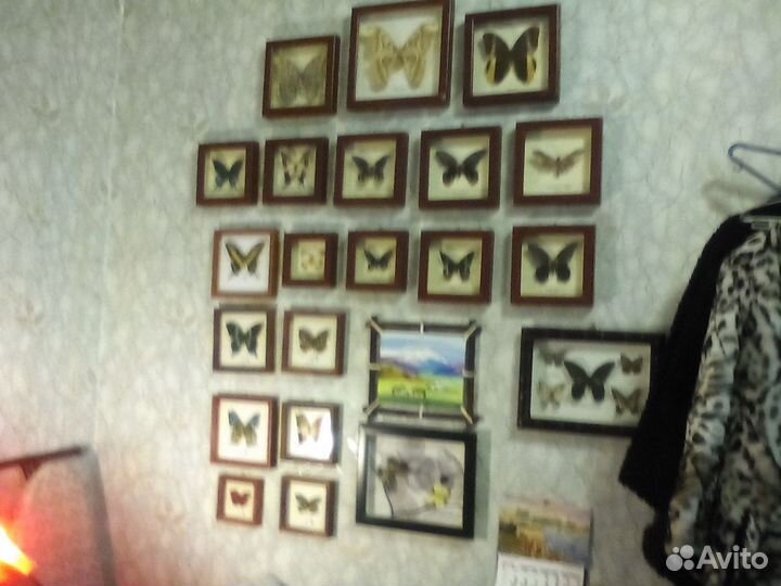 Коллекция натуральных тропических бабочек