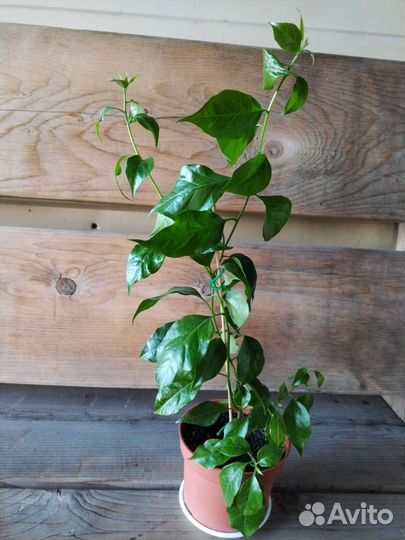 Бугенвилия