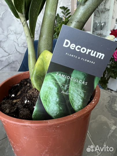 Замиокулькас зензи