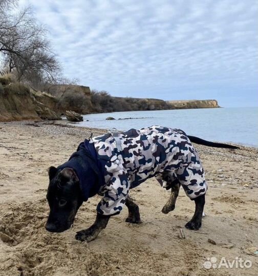 Одежда для собак