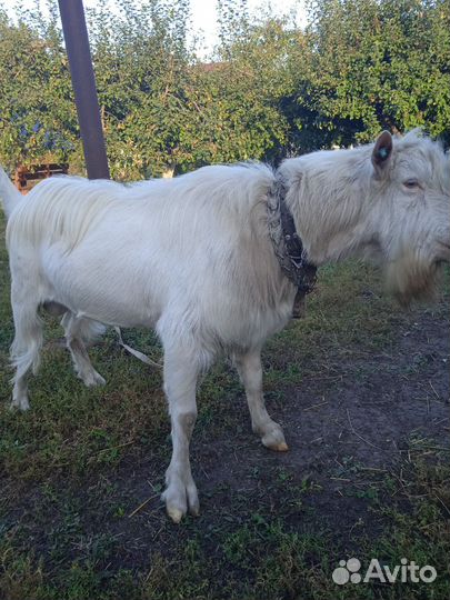 Козел зааненский