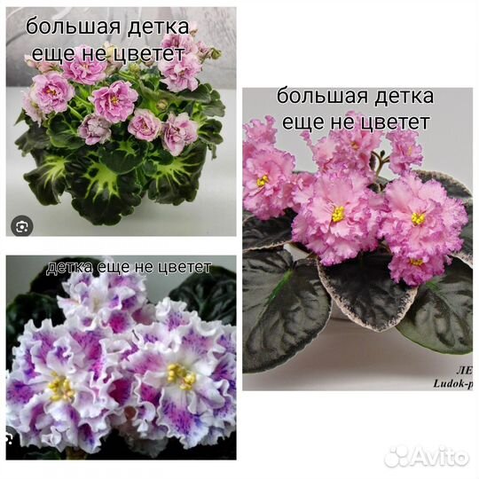 Сортовые фиалки/сенполии