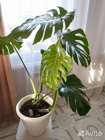 Фикус лирика бамбино, монстера, черенки