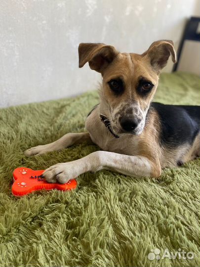 Ищет дом не крупная Собачка Ява