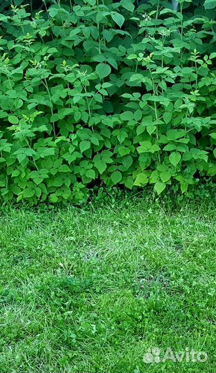 Саженцы жёлтой малины сладкой