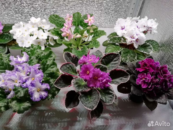 Сортовые Фиалки