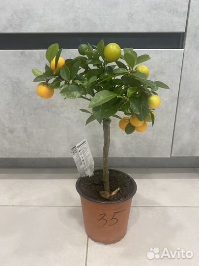 Мандариновое дерево