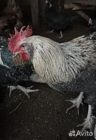 Молодой петух