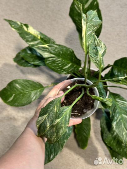 Спатифиллум gemini Джемени вариегатный