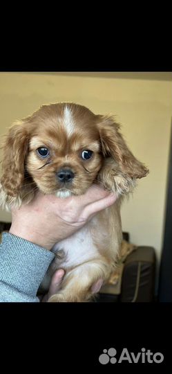 Кавалер кинг