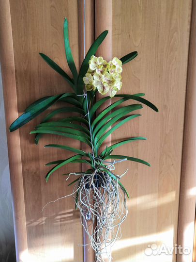 Орхидея фаленопсис