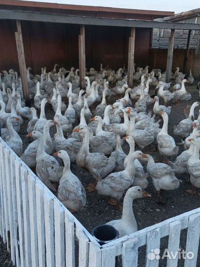 Гуси на доращивание живым весом.мясо гусей