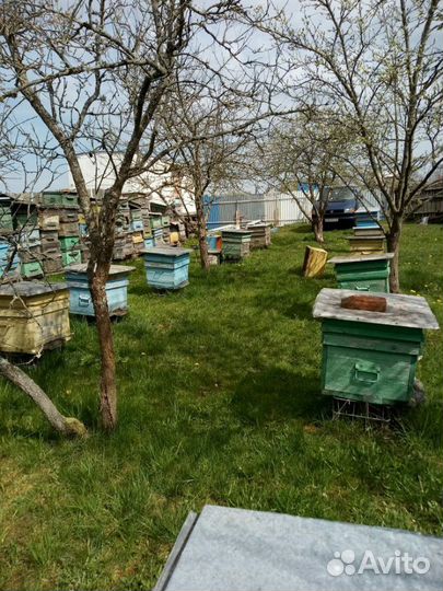 Пчелы, пасека