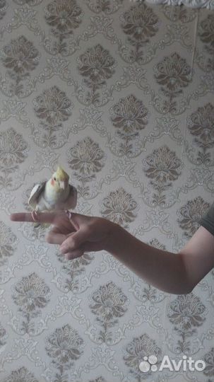 Ручной самец карелла