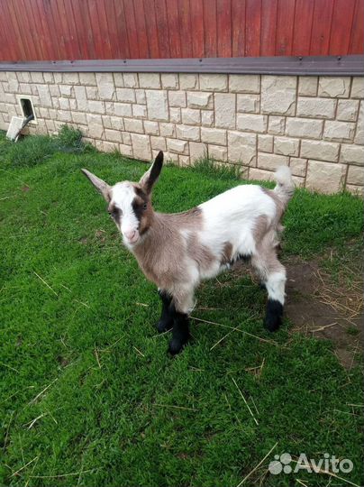 Козлята