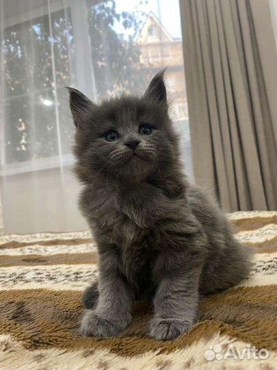 Кот мейн-кун вязка