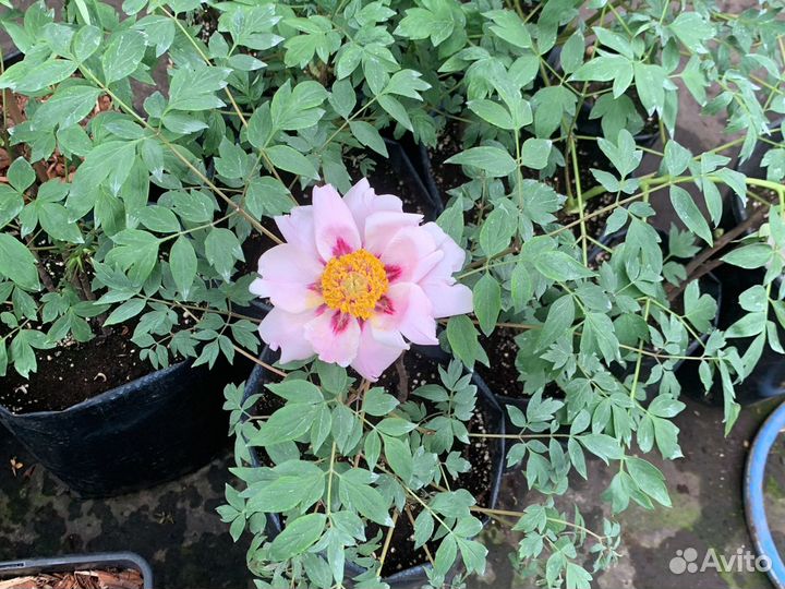 Пион древовидный