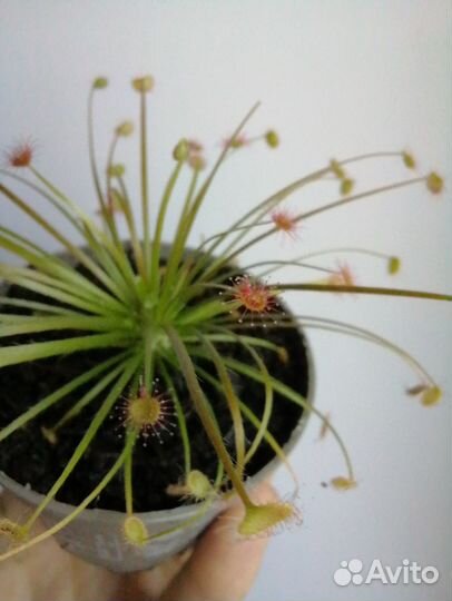 Дионея и другие насекомоядные