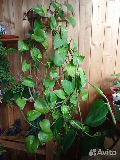 Сциндапсус