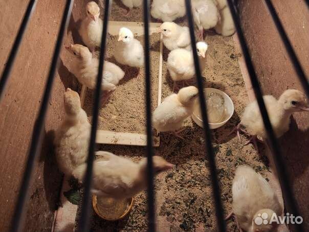 Цыплята бройлеры