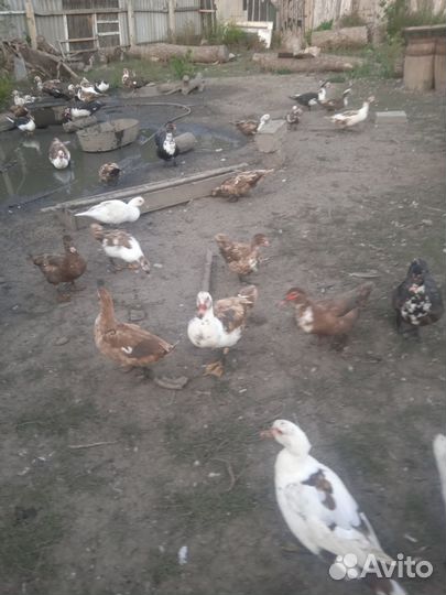 Мускусные утки