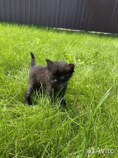 Котенок