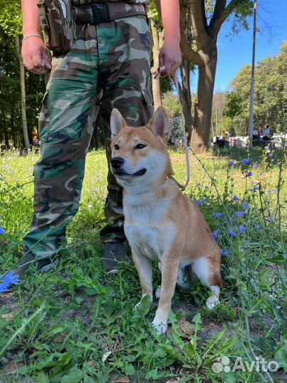 Вязка Шиба сиба Ину