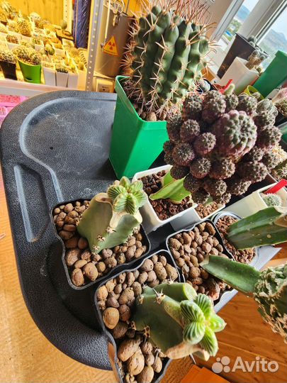 Кактус астрофитум