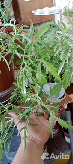 Каланхоэ оленьи рожи комнатные цветы