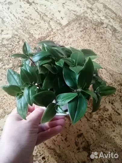 Традесканция мелколистная