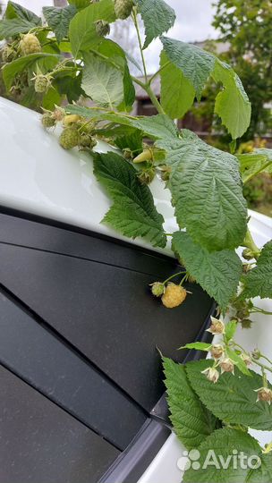 Малина желтая ремонтантная