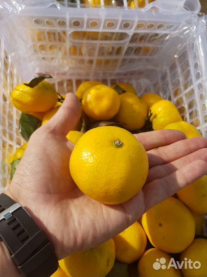 Ищу инвестора в сезонный бизнес