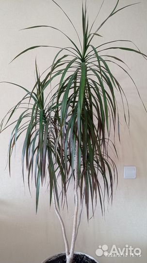 Драцена Комнатные цветы Интерьер