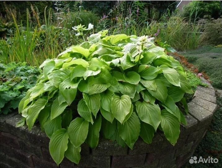 Большой куст хосты