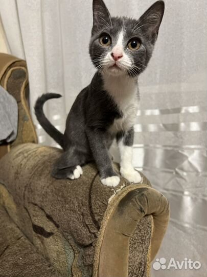 Милые котята