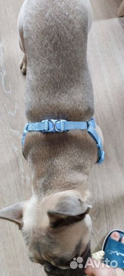 Шлейка для собаки