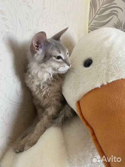 Кот