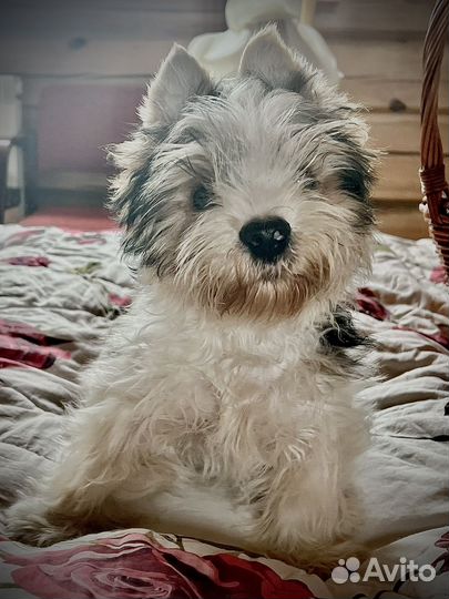 Йорк бивер и голддаст