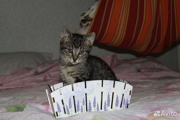 Котёнок мальчик окрас Таби, полосатый