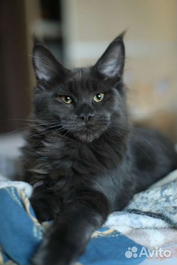Котята мейн-кун