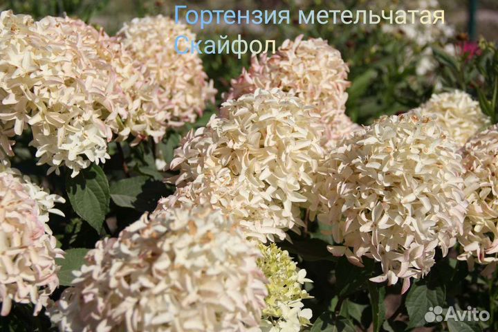 Гортензия метельчатая