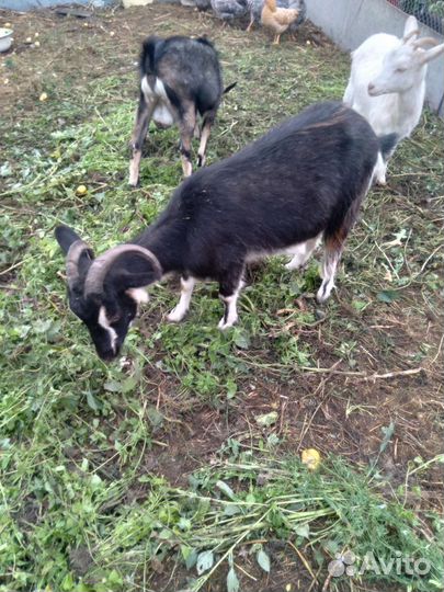 Коза дойная