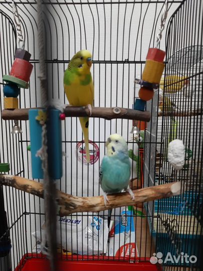 Волнистый попугай