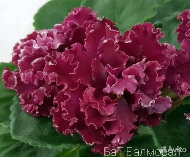 Фиалка,детки